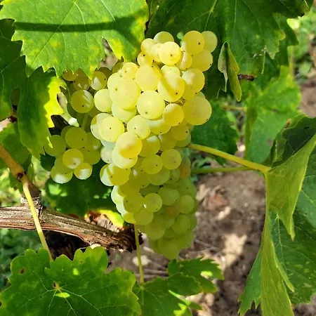 Superbe Loft, Degustations Vignoble Familial Lägenhet